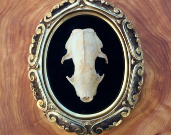 Skunk Skull Wall Hanging ~ Ethically Sourced Animal Bone in Vintage Frame