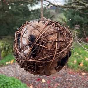 May include: A brown twig ball with a fluffy, light brown and black material inside. The ball is hanging from a branch by a string.