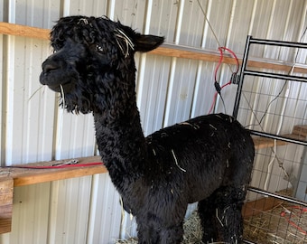 Suri Alpaca Fleece – 100% czyste, niepoddane obróbce, prane włókno do przędzenia, rękodzieła, tkania lub filcowania