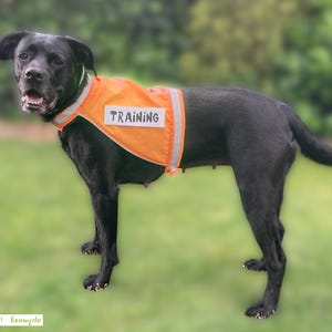 Pu&ograve; includere: Un cane nero con un giubbotto da addestramento arancione con la scritta "TRAINING" in bianco. Il cane &egrave; in piedi sull'erba verde, con uno sfondo sfocato di alberi. Il giubbotto ha strisce argentate riflettenti.
