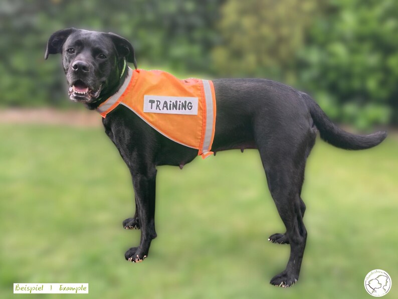 Pu&ograve; includere: Un cane nero con un giubbotto da addestramento arancione con la scritta "TRAINING" in bianco. Il cane &egrave; in piedi sull'erba verde, con uno sfondo sfocato di alberi. Il giubbotto ha strisce argentate riflettenti.