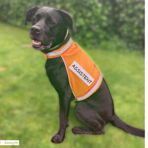Pu&ograve; includere: Un cane Labrador nero che indossa un gilet arancione con la scritta "ASSISTENT" in lettere bianche. Il cane &egrave; seduto sull'erba verde, con uno sfondo sfocato di erba e alberi verdi. Il gilet ha finiture argentate riflettenti.