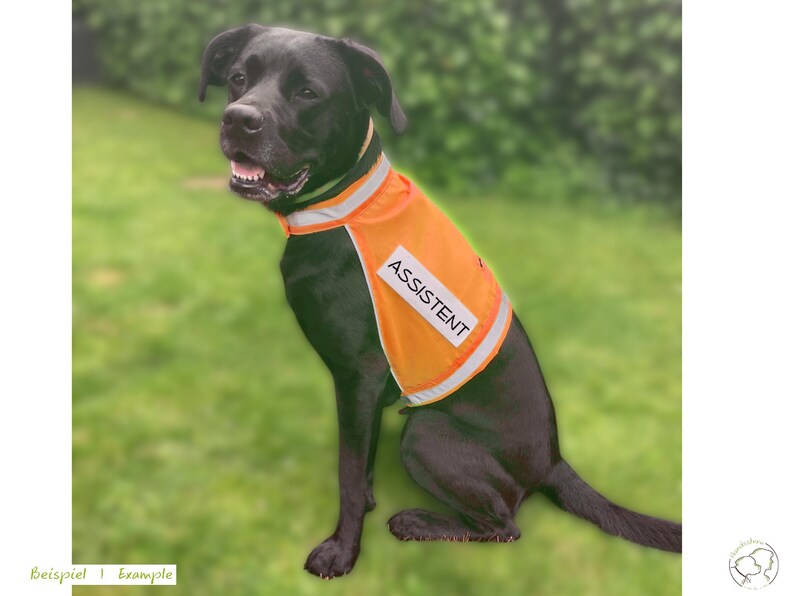 Pu&ograve; includere: Un cane Labrador nero che indossa un gilet arancione con la scritta "ASSISTENT" in lettere bianche. Il cane &egrave; seduto sull'erba verde, con uno sfondo sfocato di erba e alberi verdi. Il gilet ha finiture argentate riflettenti.