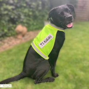 Pu&ograve; includere: Un cane nero con un giubbotto da addestramento giallo brillante con la scritta "TRAINING" a lettere bianche. Il giubbotto ha strisce argentate riflettenti. Il cane &egrave; seduto sull'erba verde.