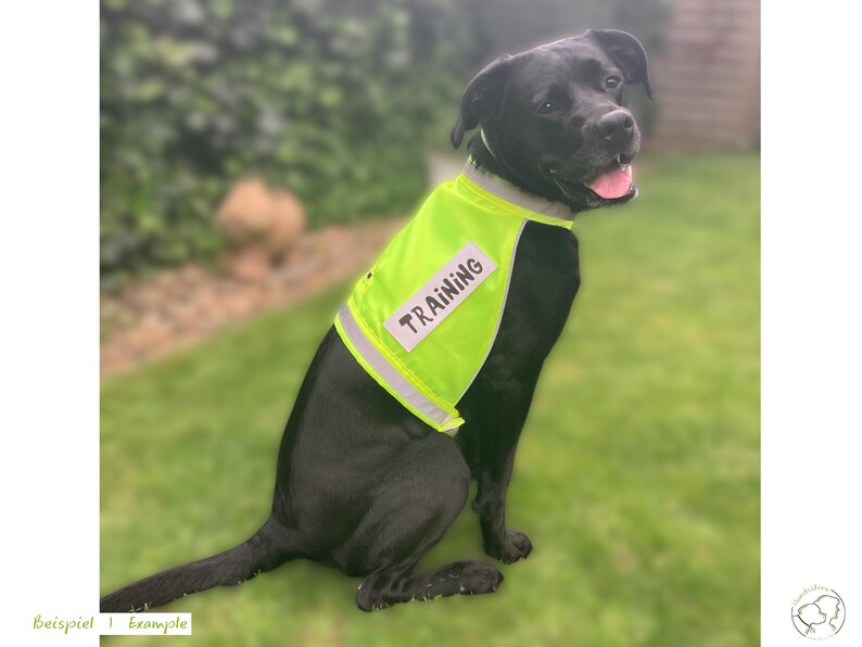 Pu&ograve; includere: Un cane nero con un giubbotto da addestramento giallo brillante con la scritta "TRAINING" a lettere bianche. Il giubbotto ha strisce argentate riflettenti. Il cane &egrave; seduto sull'erba verde.