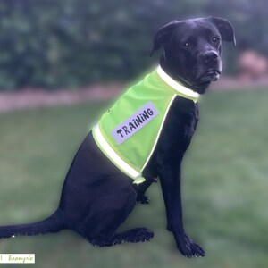 Pu&ograve; includere: Un cane nero con un gilet da addestramento verde brillante con bordi riflettenti e la parola "TRAINING" in bianco. Il cane &egrave; seduto sull'erba, con uno sfondo sfocato.