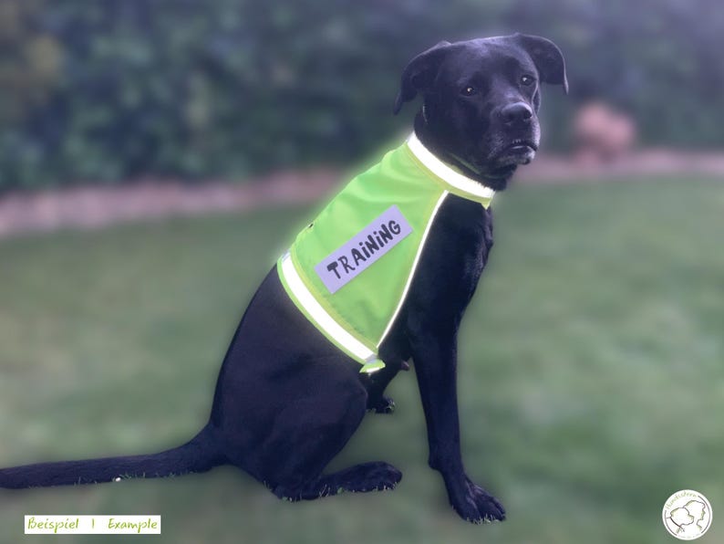 Pu&ograve; includere: Un cane nero con un gilet da addestramento verde brillante con bordi riflettenti e la parola "TRAINING" in bianco. Il cane &egrave; seduto sull'erba, con uno sfondo sfocato.