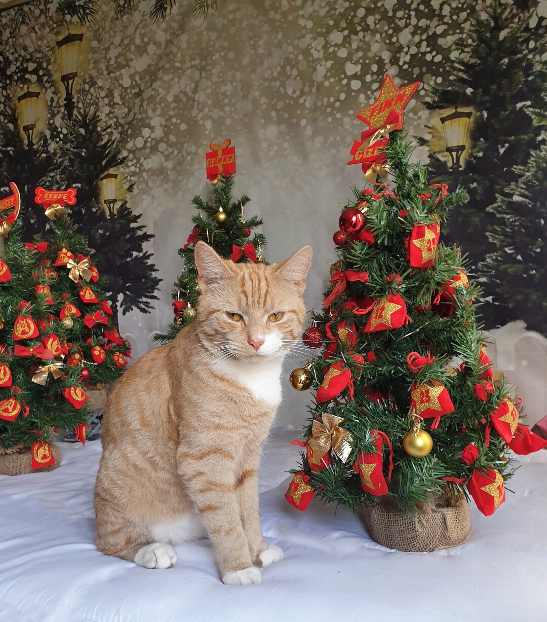 Personalised Christmas Tree Advent Calendar for Cats, Kittens and Pets