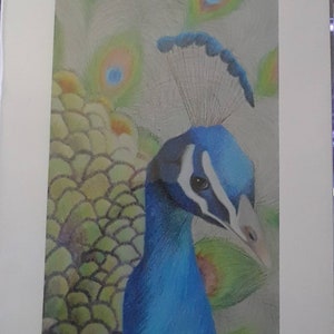 Sir Peters (PRINT)