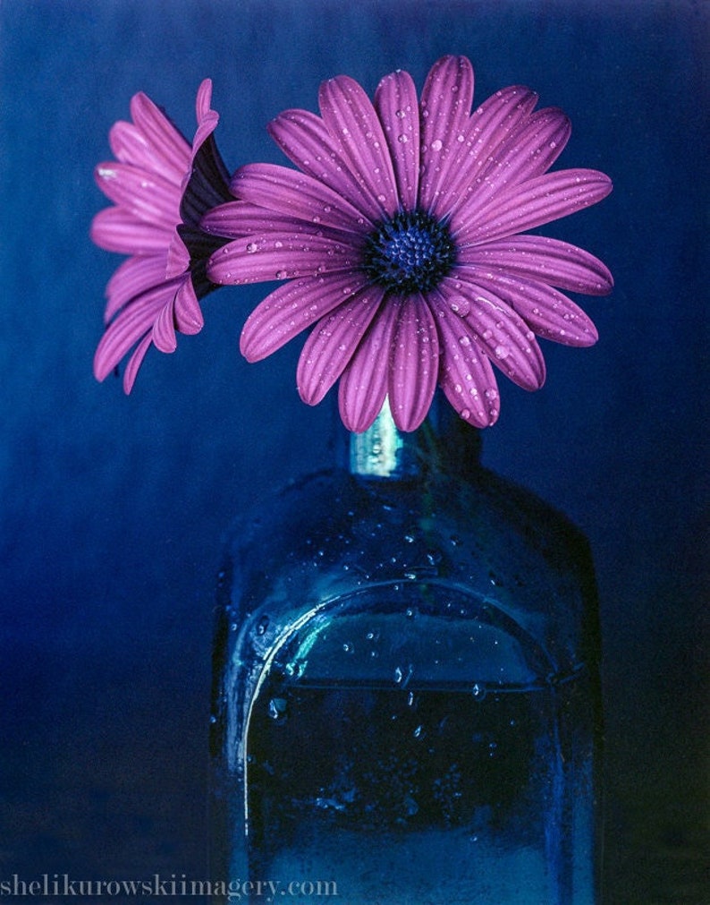 African Daisy Fine Art Print Etsy