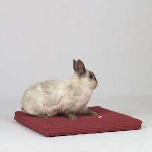 Può includere: Un piccolo coniglio grigio e bianco è seduto su un asciugamano rosso strutturato. Il coniglio guarda a destra dell'immagine.