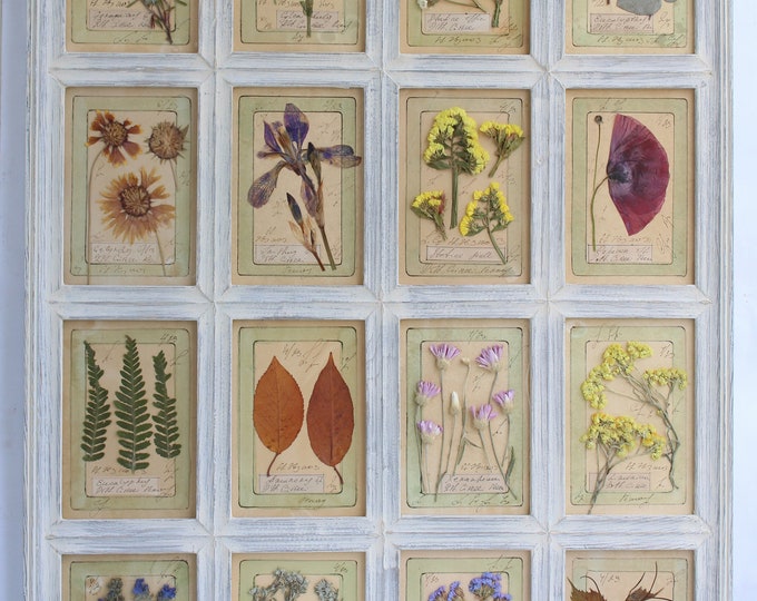 Pressed Flower Art. Pressed Flowers Set, Herbarium Frame. Pressed Herbs
