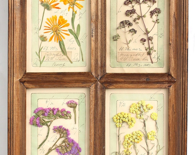 Pressed Botanicals. Pressed Flowers Set in Brown Wood Frame. Pressed