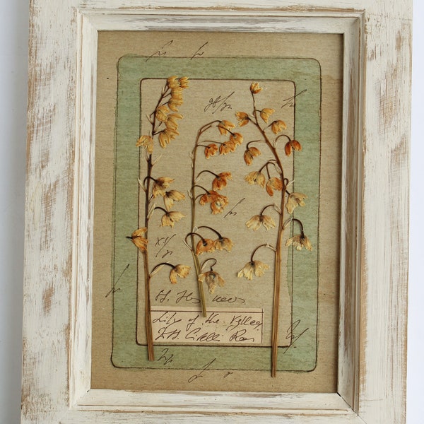 Pressed Flower Art of Lily of the valley. Pressed flower frame, dried flower art, herbarium framed, dry lily of the valley, herbier incadre