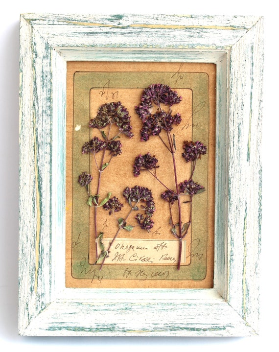 Pressed Flower Art of Dried Flower. Flower Wall Art, Flower