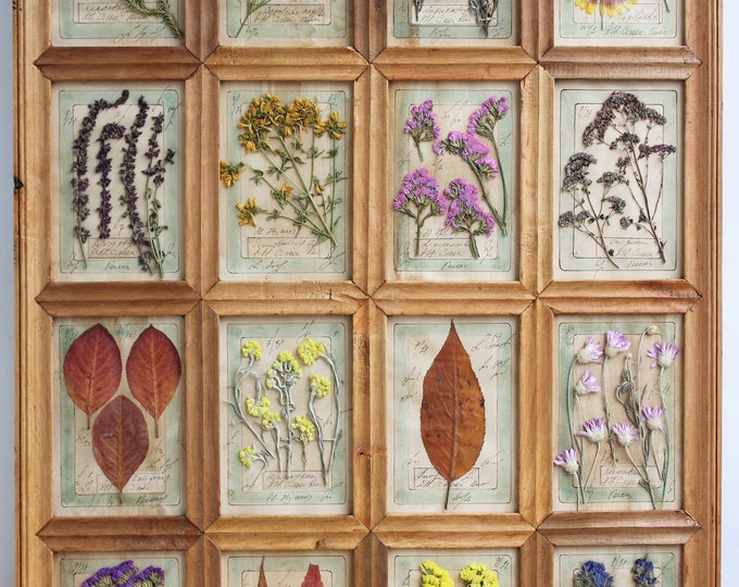 Pressed Flower Frame of Pressed Plants. Pressed Flower Art. - Etsy