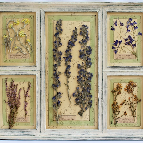 Pressed herbs art framed pressed leaves. Pressed flower art, herbal medicine, herb pictures, herbal plants, dried flower art, pressed plants