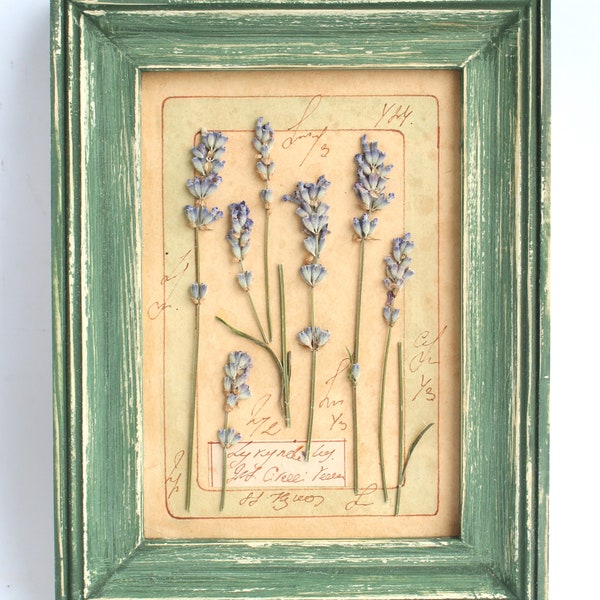 Lavanda pressata in cornice di fiori pressati. Lavanda vintage, lavanda essiccata, lavanda incorniciata, lavanda erbario, arte lavanda pressata