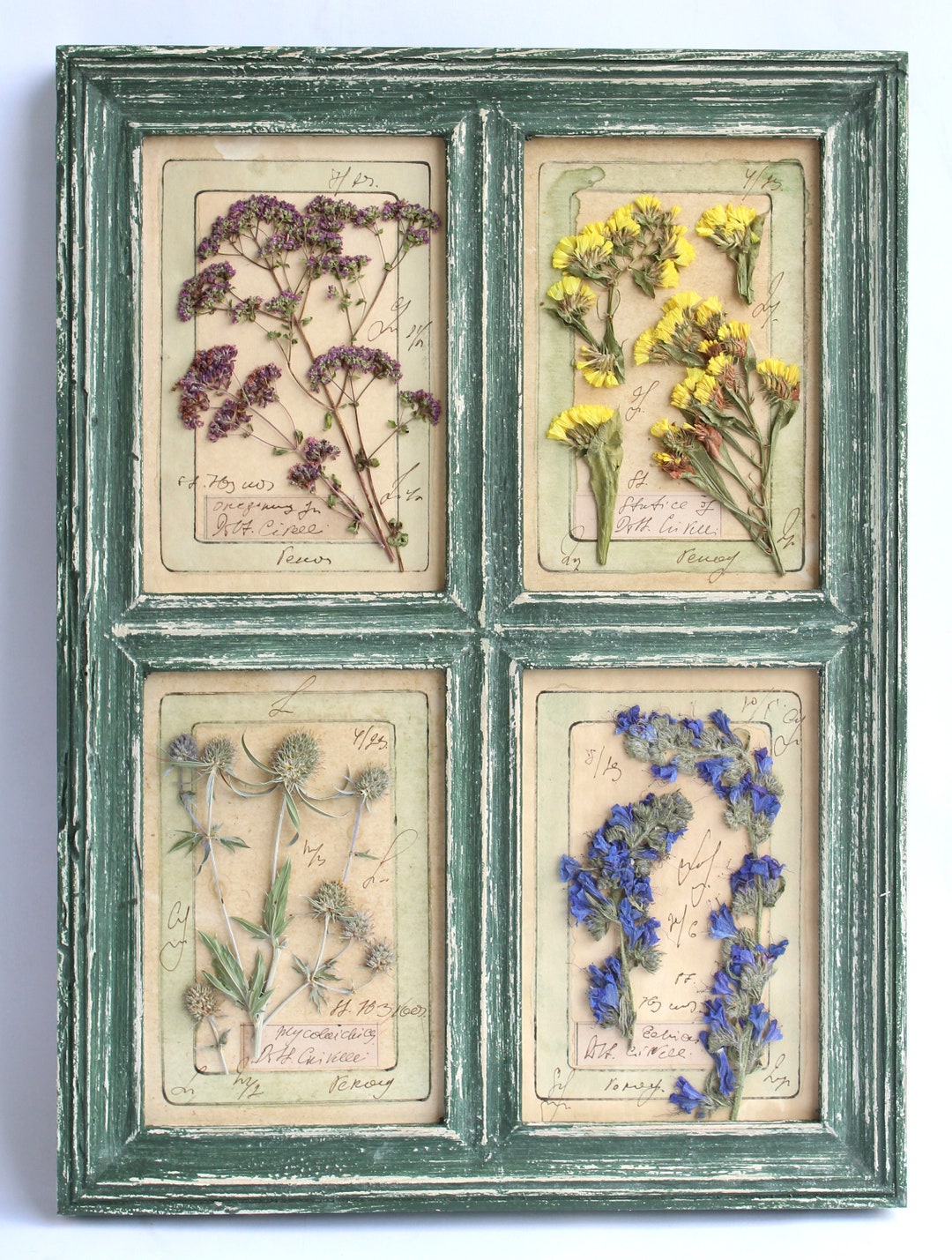 Framed Dried Flowers in Herbarium Frame. Pressed Flower Art, Pressed