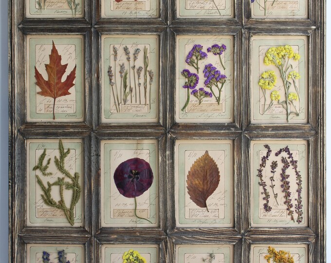 Pressed Flower Frame of Pressed Plants. Pressed Flower Art. Pressed