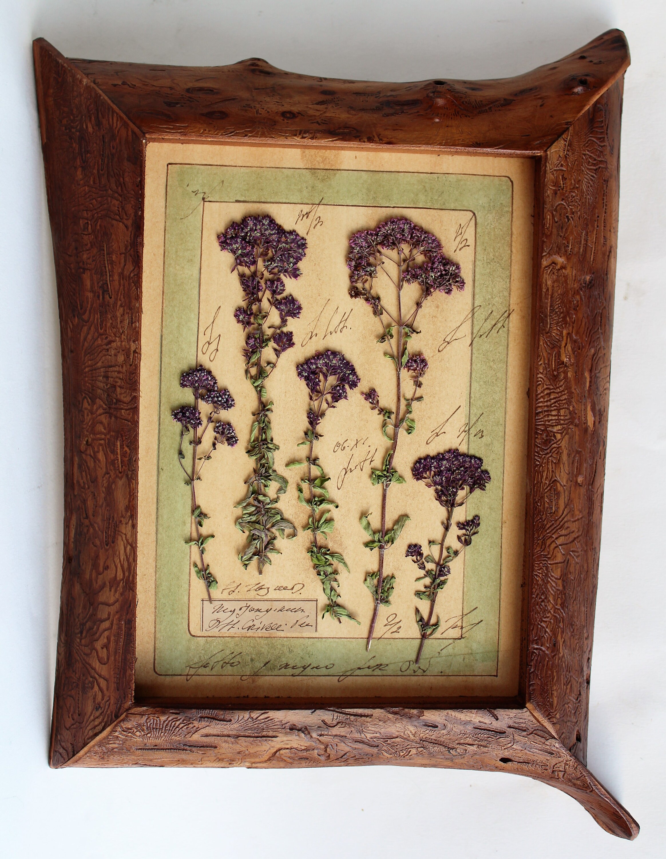 Dried flowers framed Herbarium Original Herbarium Specimen Etsy