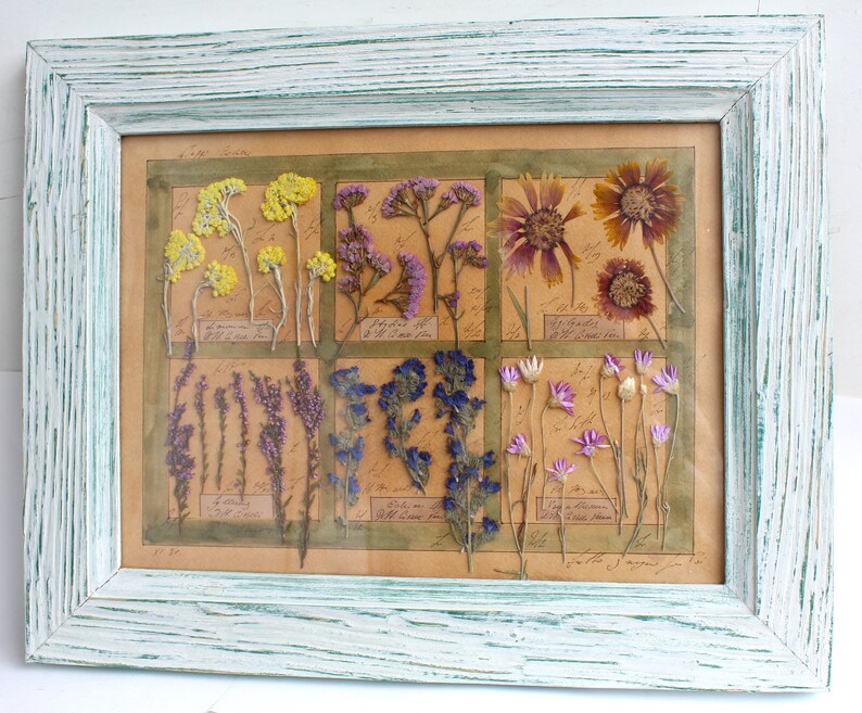 Pressed Flower Frame of Pressed Plants. Pressed Flower Art. Etsy