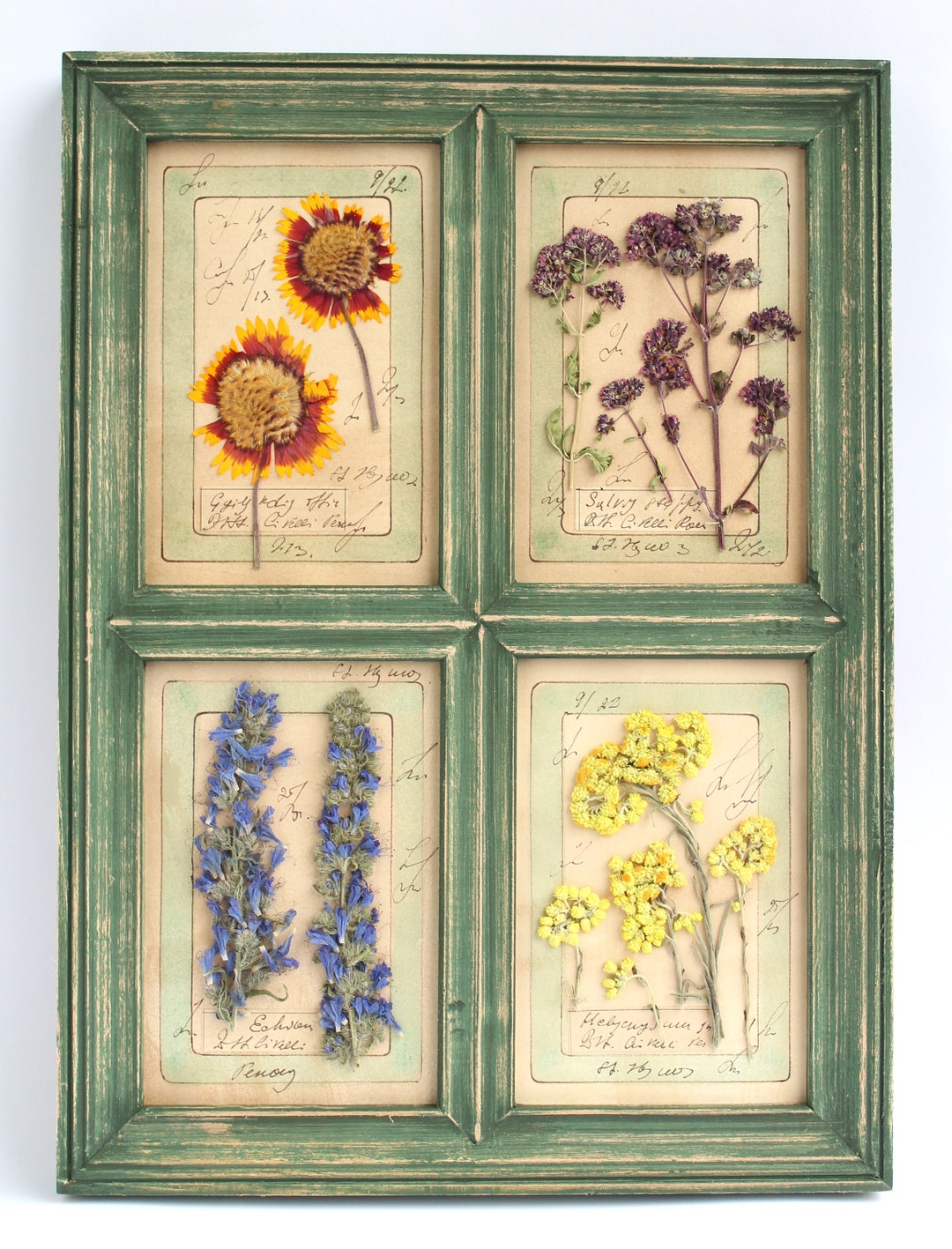 Dried Pressed Flowers of Pressed Herbs in Green Frame. Pressed - Etsy