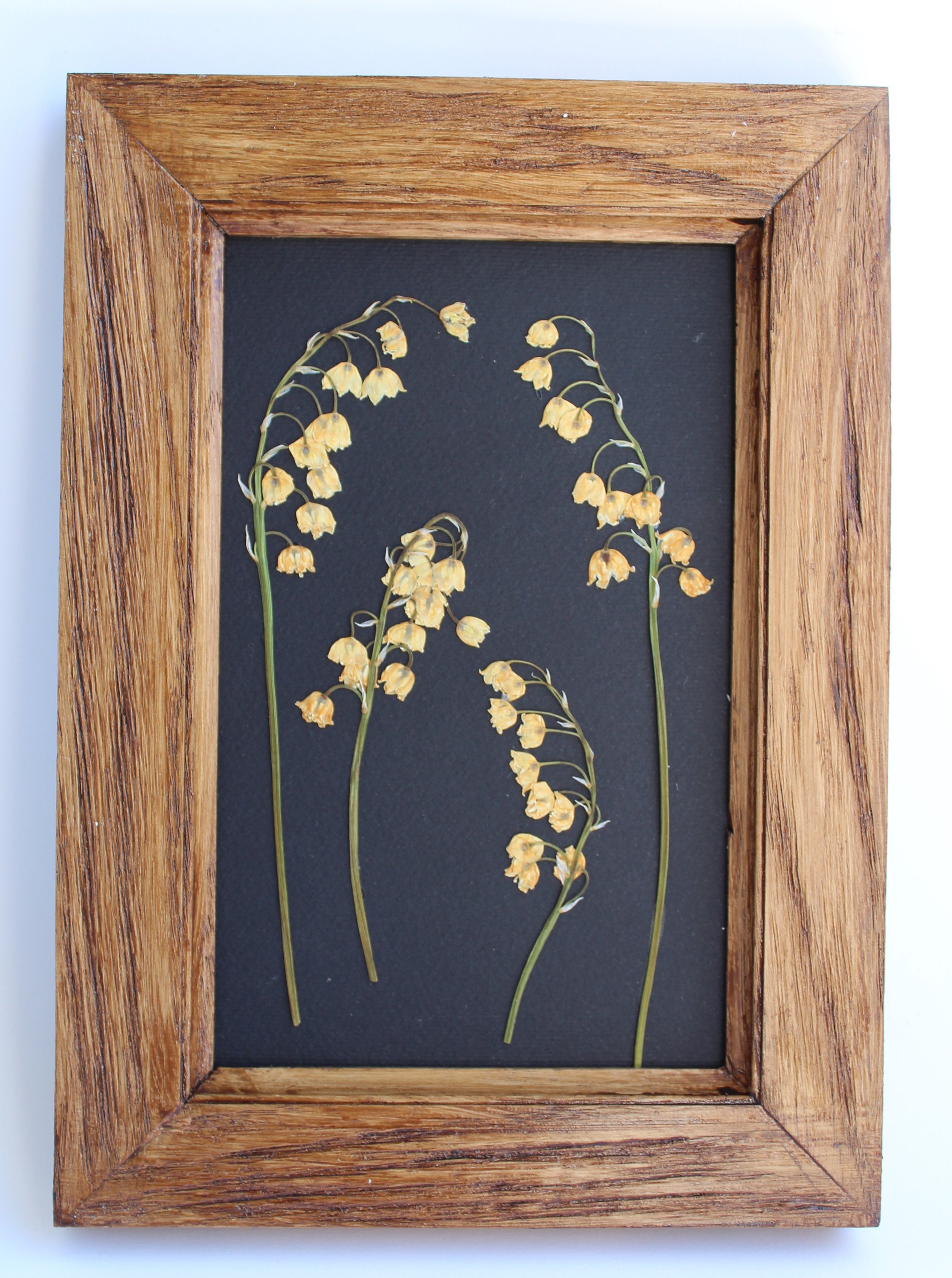 Wall Hangings Home & Living Real Herbarium frame Pressed plants 11.5x11