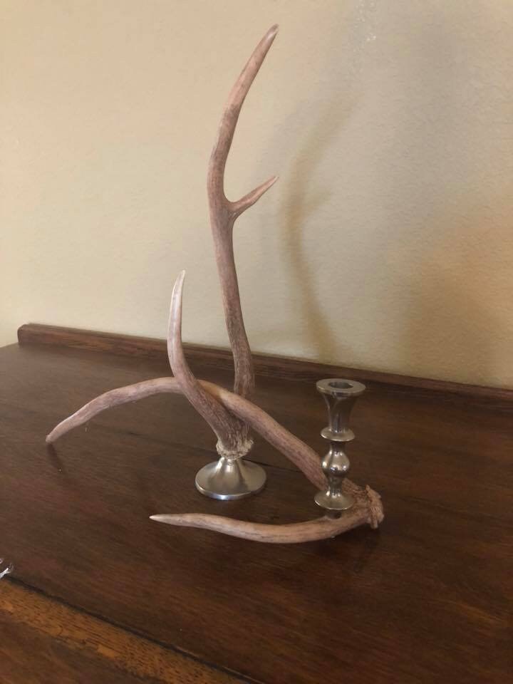 Authentic deer antler candle holder Etsy