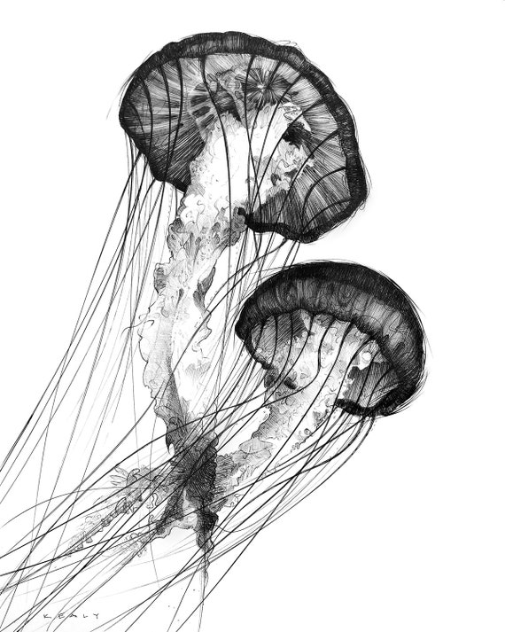 Jellyfish Drawing Print Black And White Etsy