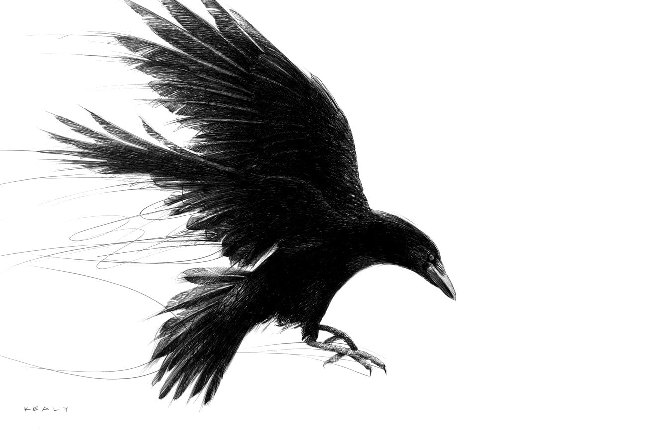 Crow Drawing Print Black and White - Etsy