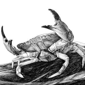 Crab Drawing – Black and White