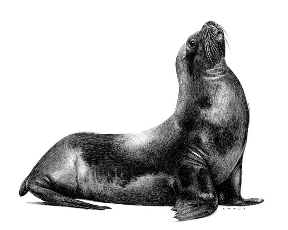 Sea lion Lionhead rabbit Drawing, lion drawing, marine Mammal, mammal,  animals png | PNGWing