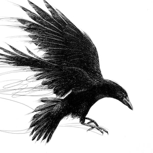 Crow Drawing Digital Download – Black and White