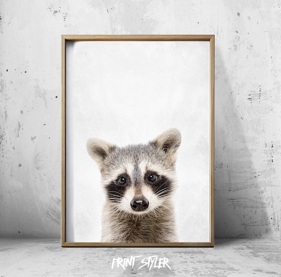 Raccoon Print Raccoon Wall Art RaccoonPoster Raccoon Art Etsy