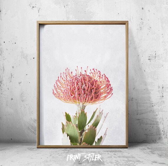 Pin Cushion Flower Art Protea Print Protea Art Flower Art Etsy