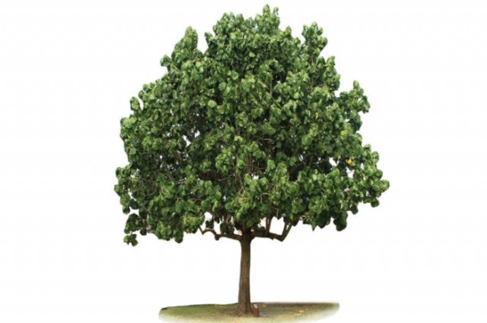 Blue Mahoe Hibiscus Elatus Tree Seeds Qty of 10 Etsy