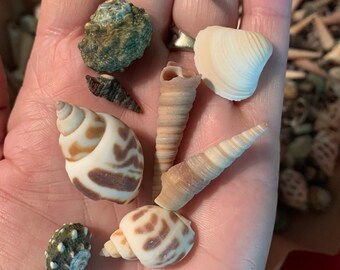 May include: A collection of various seashells in a hand. The shells vary in size, shape, and color, including spiral, conical, and rounded forms. Colors range from white and tan to brown and speckled. Some shells have striped patterns.