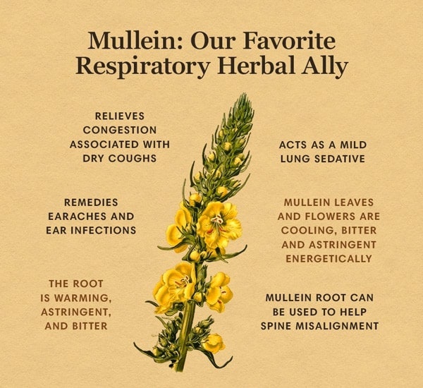 Mullein Benefits, Uses And How To Make The Tea Axe, 60 OFF