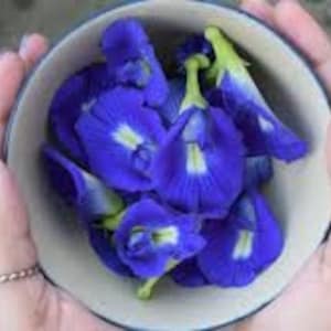 Mystical Blue Butterfly Pea Herbal Tea, Blue Tea, Butterfly Pea Flower, Blue Flowers
