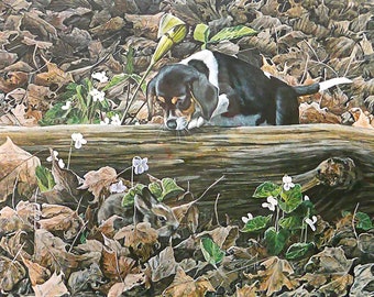 Tammy Laye Charlotte framed signed numbered limited-edition print. Spaniel Charlotte snooping in the woodland. Print 479/600