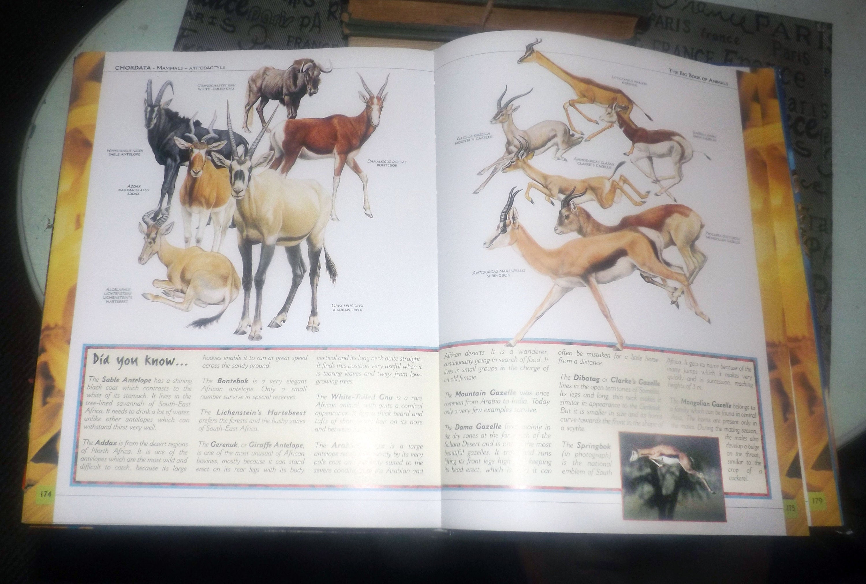 The Big Book of Animals children�s fullcolor hardcover