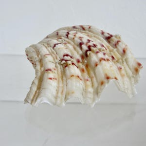 Peut inclure: Un grand coquillage texturé, avec une base crème et des marques brun rougeâtre irrégulières. Le coquillage a un bord froncé et est présenté sur une surface réfléchissante. Parfait pour la décoration côtière, environ 15 cm de large.