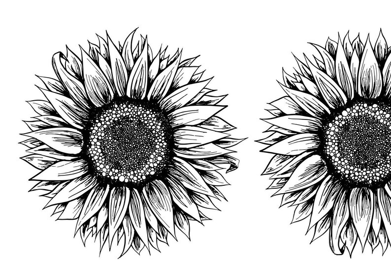 Triple sunflower Art Print Black White Flower Sunflower Etsy