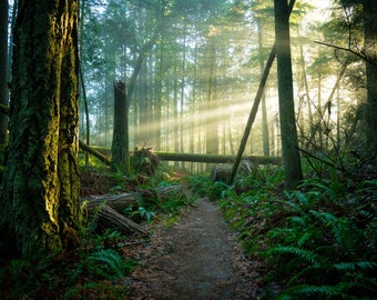 Pacific Northwest, Forest Pictures, Forest Photos, Northwest Pictures, Home Art, Fine Art Photography | Forest Walk Bellingham, WA.
