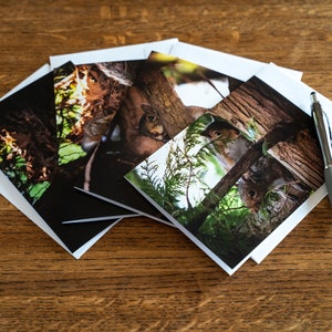 Sassy Squirrels Notecards | 4 Cartes de notes toutes les occasions, cartes de vœux avec high res photos de certains écureuils Imperssy!