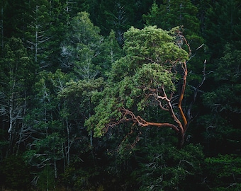 Madrona, Highway 101, California Madrona, California Tree, Home Art, Fine Art Photography | Madrona - Northern California, CA