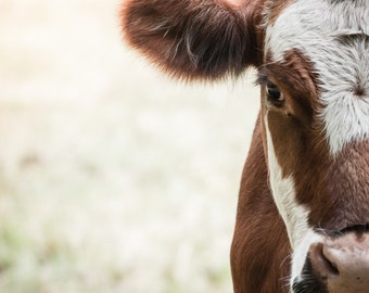 Cow, Pictures of Cows, Cow Photos, Cow Portrait, Farm Animals, Home Art, Fine Art Photography | Cow Portrait - Bellingham, WA