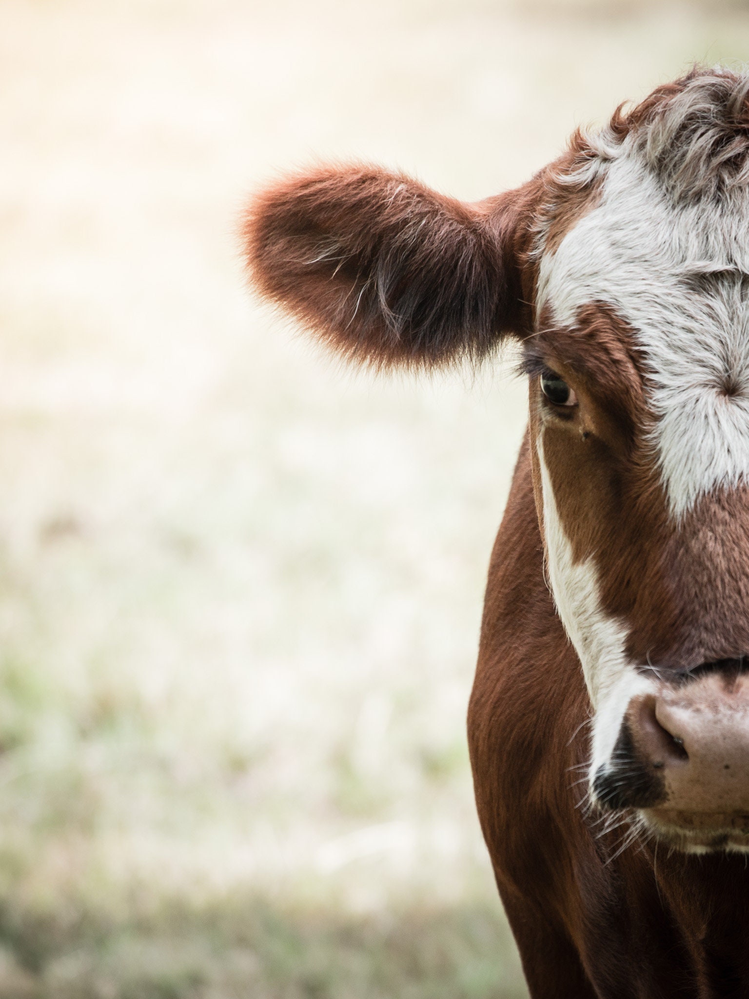 Cow, Pictures of Cows, Cow Photos, Cow Portrait, Farm Animals, Home Art,  Fine Art Photography Cow Portrait Bellingham, WA - Etsy