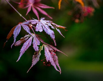 Pacific Northwest, Japanese Garden, Japanese Maple Photos, Northwest Pictures, Home Art, Fine Art Photography | Japanese Maple Leaves, WA